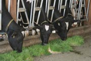 Feeding fodder to cattle results in healthier animals