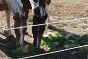 Fodder simulates the benefits of fresh pasture for horses