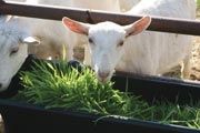 Fodder replicates what goats would forage for in the wild