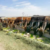 Pereira Pastures Dairy is saving thousands on hay by feeding fodder to their cows.