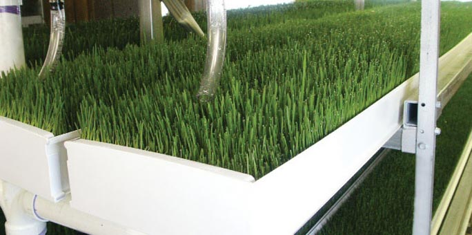 Using NFT hydroponics to produce fodder increases efficiency and minimizes waste