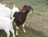 Fodder is an excellent source of nutrition for goats