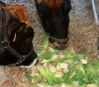 Feeding fodder will increase milk production in dairy animals