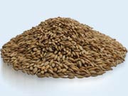 Barley fodder seed