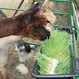 Fresh, green feed year round is beneficial to alpaca.