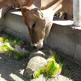 Ruminants are able to digest fodder sprouts easier and more resourcefully than grain.