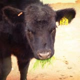 Fodder is a good feed choice for cattle in all stages of life.