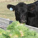 A hydroponic fodder diet increases natural weight gain in beef cattle.