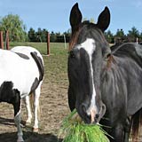 Feeding fodder to horses will improve their overall health and appearance.