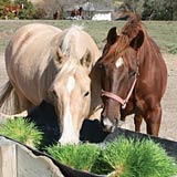 Fodder simulates the benefits of fresh pasture for horses.