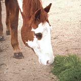 Horses are natural grazers and benefit from fresh greens year round.