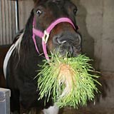 Fodder is a natural horse feed supplement.