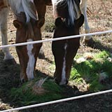 Horses require less recovery time after hard work with a fodder diet.