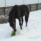 Hydroponic fodder makes it possible to provide green feed year round for horses.