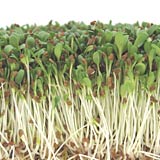 Fresh, green alfalfa fodder