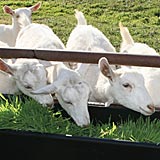 Fodder is an excellent feed supplement for ruminants, like goats.