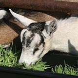 Fresh, green fodder will improve goat health.
