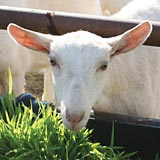 Goats eating fodder