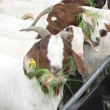 Goats eating fodder at Hanscome Dairy.