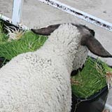 Feeding hydroponic fodder improves the fleece quality of sheep.