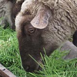Hydroponic fodder has many benefits for sheep.