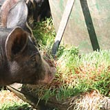 Fodder can be a full-feed option for pigs.