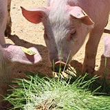 A hydroponic fodder diet increases natural weight gain in pigs.
