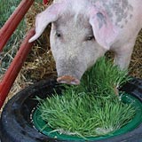 Swine eating fodder