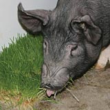 Feeding fodder to pigs will improve their overall health.